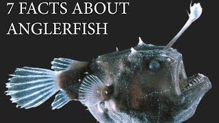 7 facts about Anglerfish