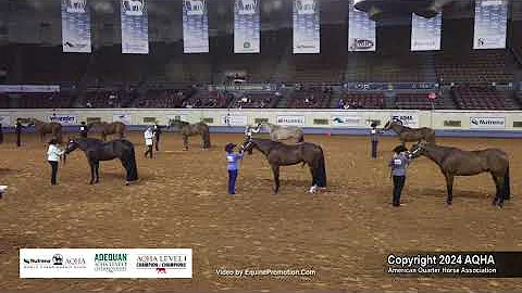 Select Performance Halter Geldings - 2024 AQHA World Championship Show