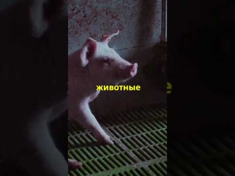 Удивительные факты о свиньях #свиньи #поросята #животные #природа #shorts
