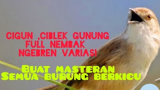 cigun ,ciblek gunung full ngebren nembak variasi
