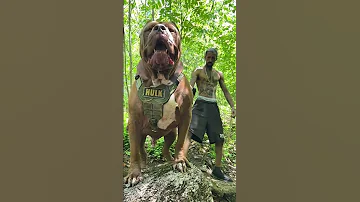 Anjing Terbesar Di Dunia 