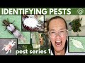 Identifying pests - how do you find them EARLY? Pest series ep 1 | Plant with Roos