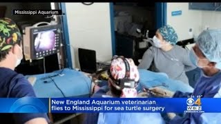 New England Aquarium Veterinarian Flies To Mississippi For Sea Turtle Surgery