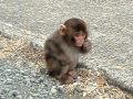 波勝崎苑の猿（ナルト）Japanese Macaque Monkeys