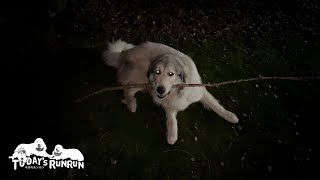 楽しく遊んでいるのに息子格下がうるさいので渋々家に入ったベルです　Great Pyrenees　グレートピレニーズ