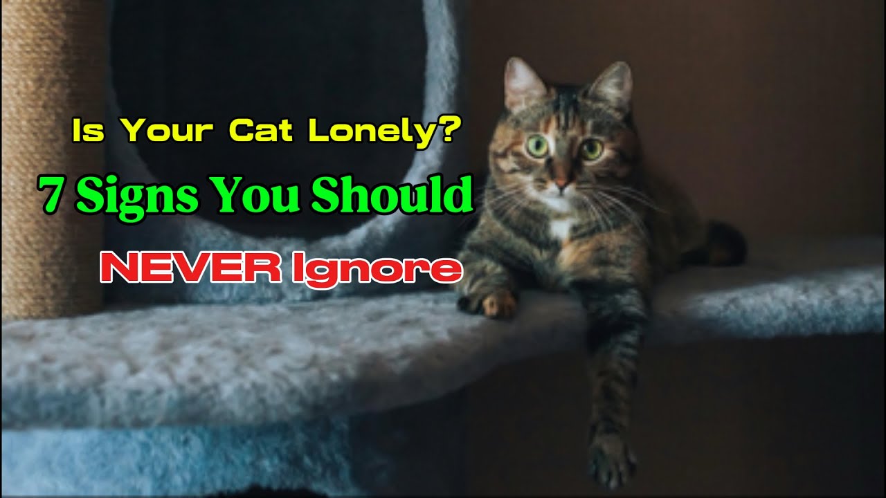 7 Signs Your Cat Is Lonely - Most Owners Miss These! 