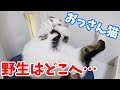 毛づくろいも日々進化するおっさん猫