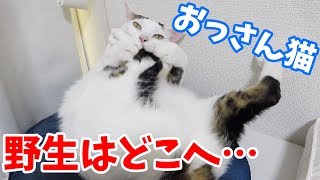 毛づくろいも日々進化するおっさん猫