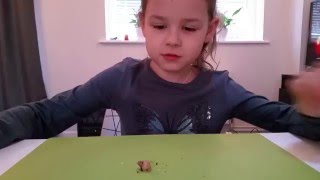Африканская улитка ахатина (jadatzi) Африканская улитка ахатина (jadatzi)