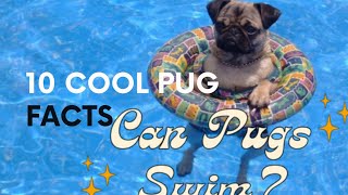 10 Cool Pug facts