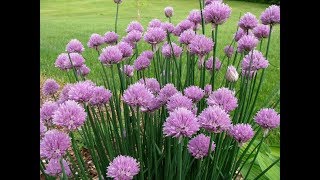 This video consists of amazing and most beautiful chives
flowers.chives are edible species that used in salads. these flower
grown as ground cove...