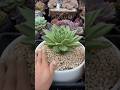 Very Simple How To Growing & repotting Succulent Plants For The Beginners | 多肉植物 | 다육식물 #974