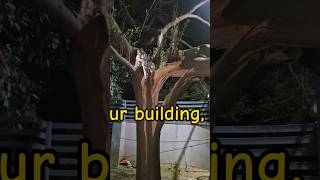 #treefall #surat #strome #treending #motavarachha #utran #suratnews #jkair