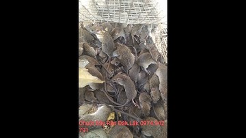 Chuột Bẫy Rắn - Bán Chuột Bẫy Rắn Đăk Lăk