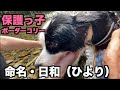 保護っ子ボーダー・日和という名前をもらってお出かけの週末【日和5-6日目】