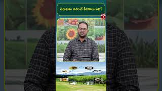 చెరుకును ఆశించే కీటకాలు ఏవి ? | T-SAT