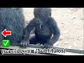 For a split second, Santaro broke free from his mom’s grasp and stood on his own! Gorilla