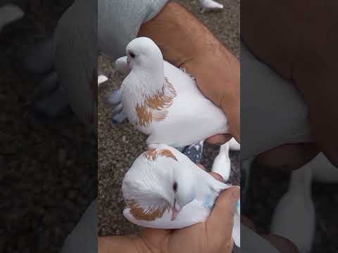 Армянские голуби 11 01 2022