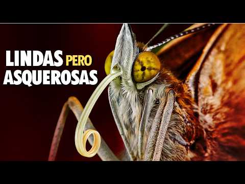 Butterflies are NOT what they seem: The disturbing secret of the cocoon