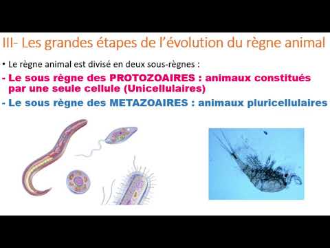 Vidéo: Quelles sont les caractéristiques des protozoaires ?