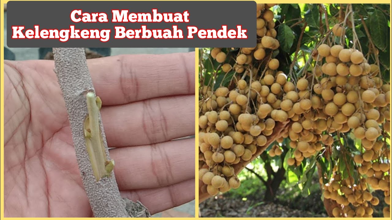 Cara Sambung sisip kelengkeng agar cepat berbuah