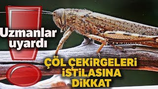 Uzmanlar Çöl Çekirgeleri İstilasına Karşı Uyardı