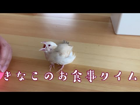 【文鳥】きなこのお食事タイム Feeding Javasparrow Kinako
