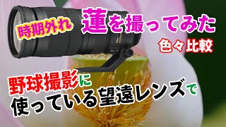 ニコンの望遠レンズ200-500mmで蓮の花を撮って色々な設定を比較してみた。