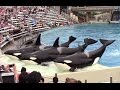 Killer Whales: Up Close at SeaWorld San Diego 6-17-15