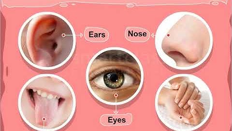 Class 5 : EVS |  Sense Organs