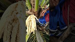 🌴 High above the ground, coconut farmers continue a tradition that has existed for generations.