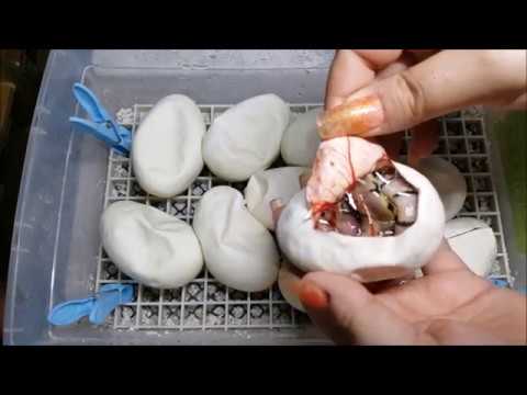 ball python breeders in ohio Clutch2cutting2018