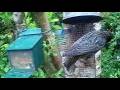 Starling Birds On Spring Tuesday Visit To My Cottage Garden Scone Perth Perthshire Scotland