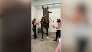 Experience LuHi Equestrian - Be Everything @LuHi  Summer Programs!