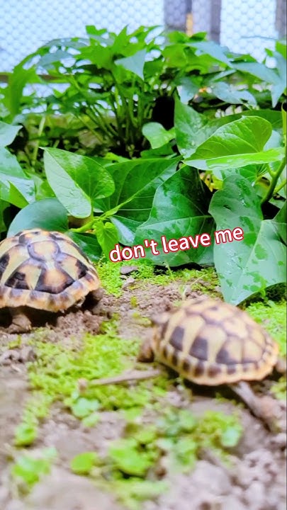 today-i-took-two-adorable-baby-tortoises-to-the-sweet-potato-leaf