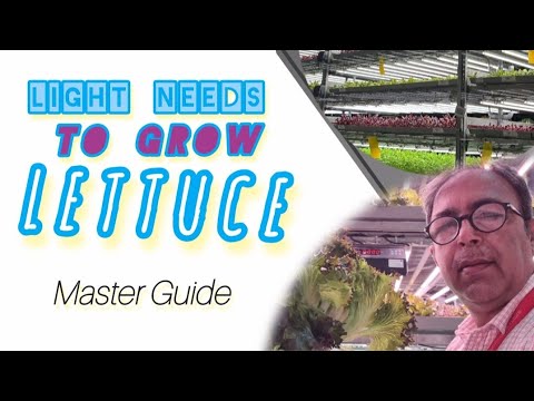 Lettuce Light Requirements |Complete guide for lighy Requirements of ...