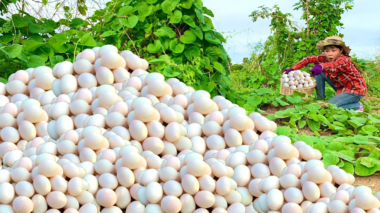 Wow, wow, weird duck eggs A woman picked up many weird duck eggs by the side of the road