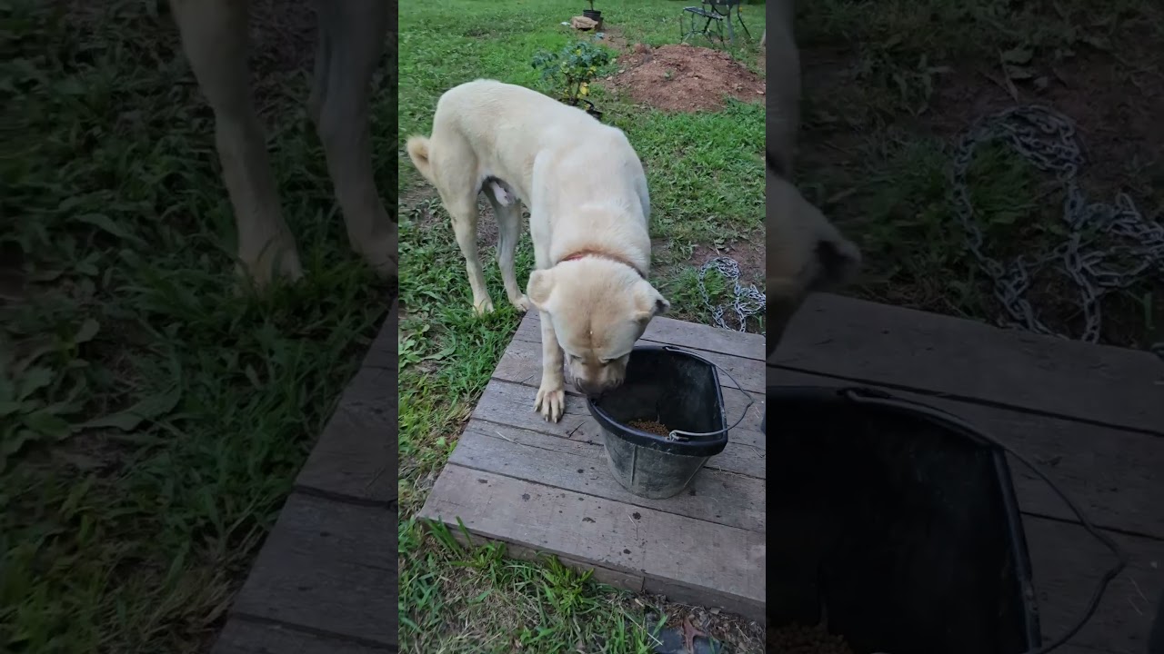 Trying a new feeding area with Az 