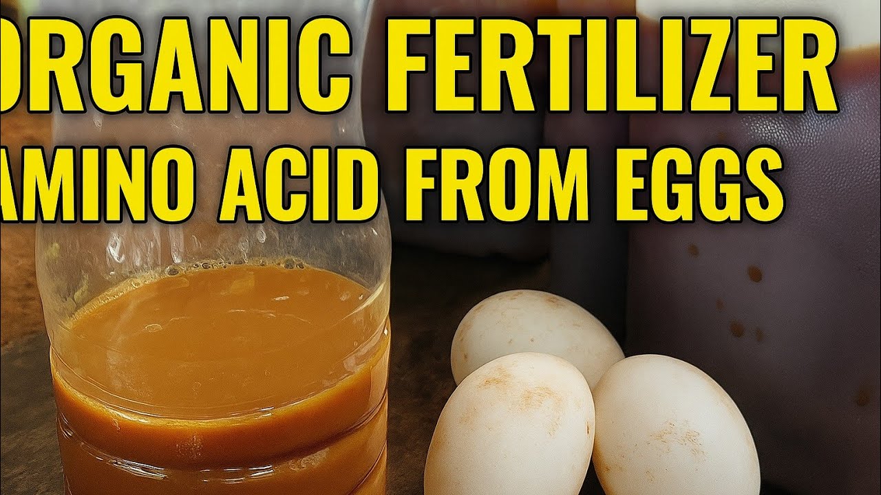 How to Make Organic Amino Acid Fertilizer from Eggs, Molasses & FFJ