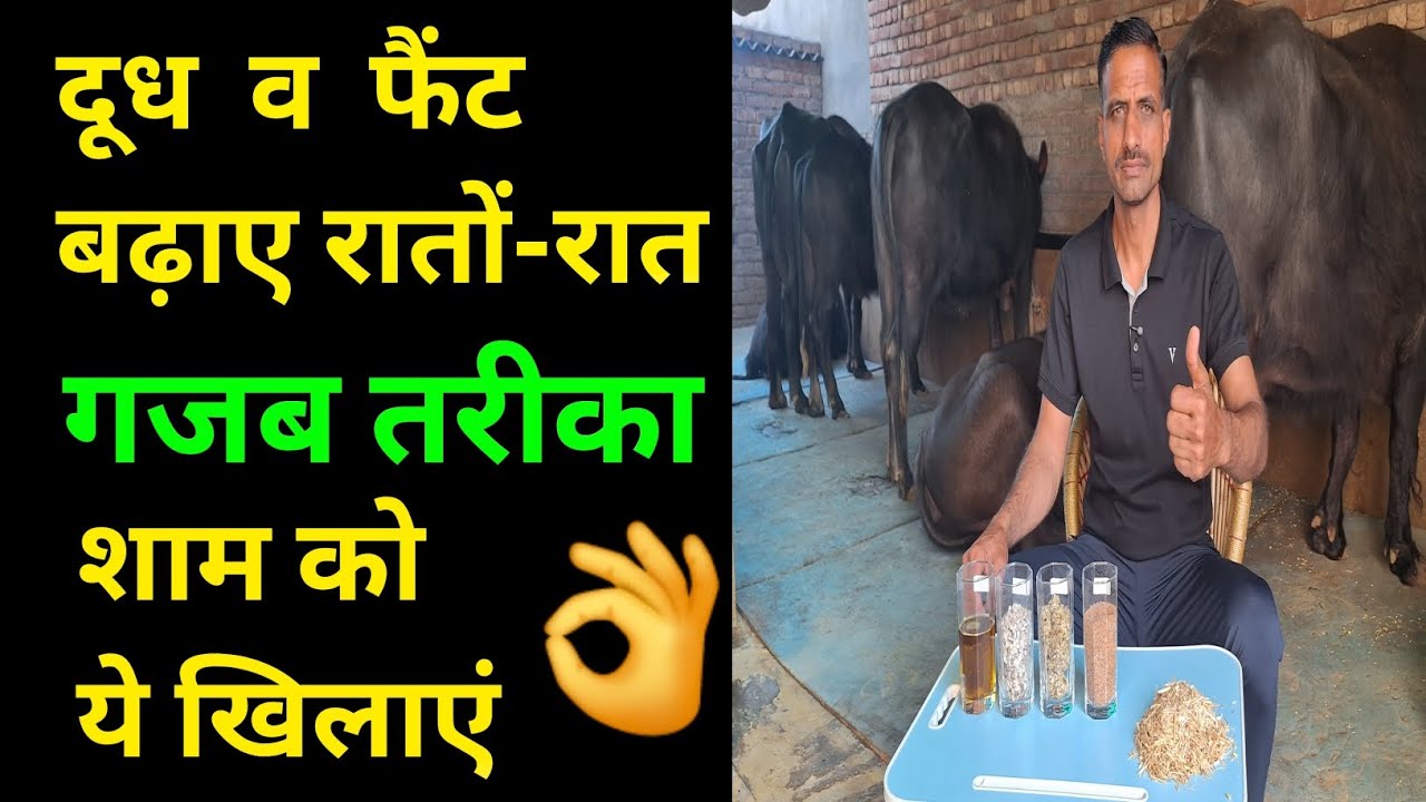 दूध की फैट बढ़ाएं रातों-रात No.1👌देशी तरीका।How to increase milk 🥛Fat #Animals #Cattle #Cow #Pilania
