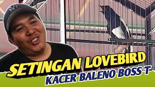 Kok Bisa Pake Setingan Lovebird Kacer Ini Tolak 35Jt Kacer Baleno - Kopdar Mpok Kacer Bekasi