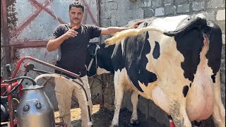 هتقدم للهجرة لأمريكا وهتشتغل في البقر الهولشتاين الأمريكي من علي أرضه