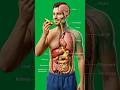 Avocado: The Hidden Effect Inside Your Body | 3D Medical Animation