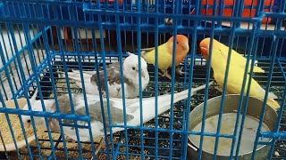 shah pet shop gorakhpur | Dog  Bird  cat  Fish  शॉप गोरखपुर || #blogger #shahpetshop #gorakhpur