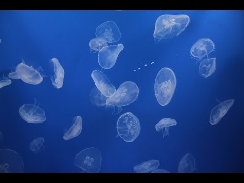 すみだ水族館 Sumida Aquarium クラゲが可愛い 14 Camera Eos7d Youtube