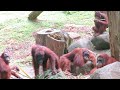 Orangutans live a slow, peaceful life / のんびり穏やかに過ごすオランウータンたち