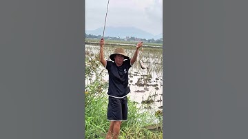 Đi câu cá trê #trainghiem