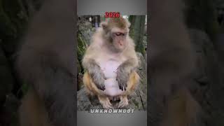 Funny Pet Memes 🤣 | Then and Now (2026) #memes #youtubeshorts