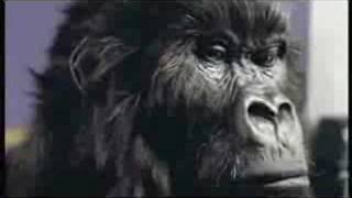 Cadbury Gorilla Ad (Phil Collins - In The Air Tonight)