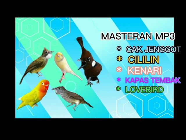 Masteran mp3 bwt semua jenis burung gaco'an kicau mania class=